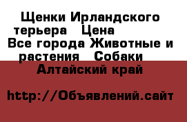 Щенки Ирландского терьера › Цена ­ 30 000 - Все города Животные и растения » Собаки   . Алтайский край